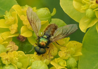 Chloromyia formosa
